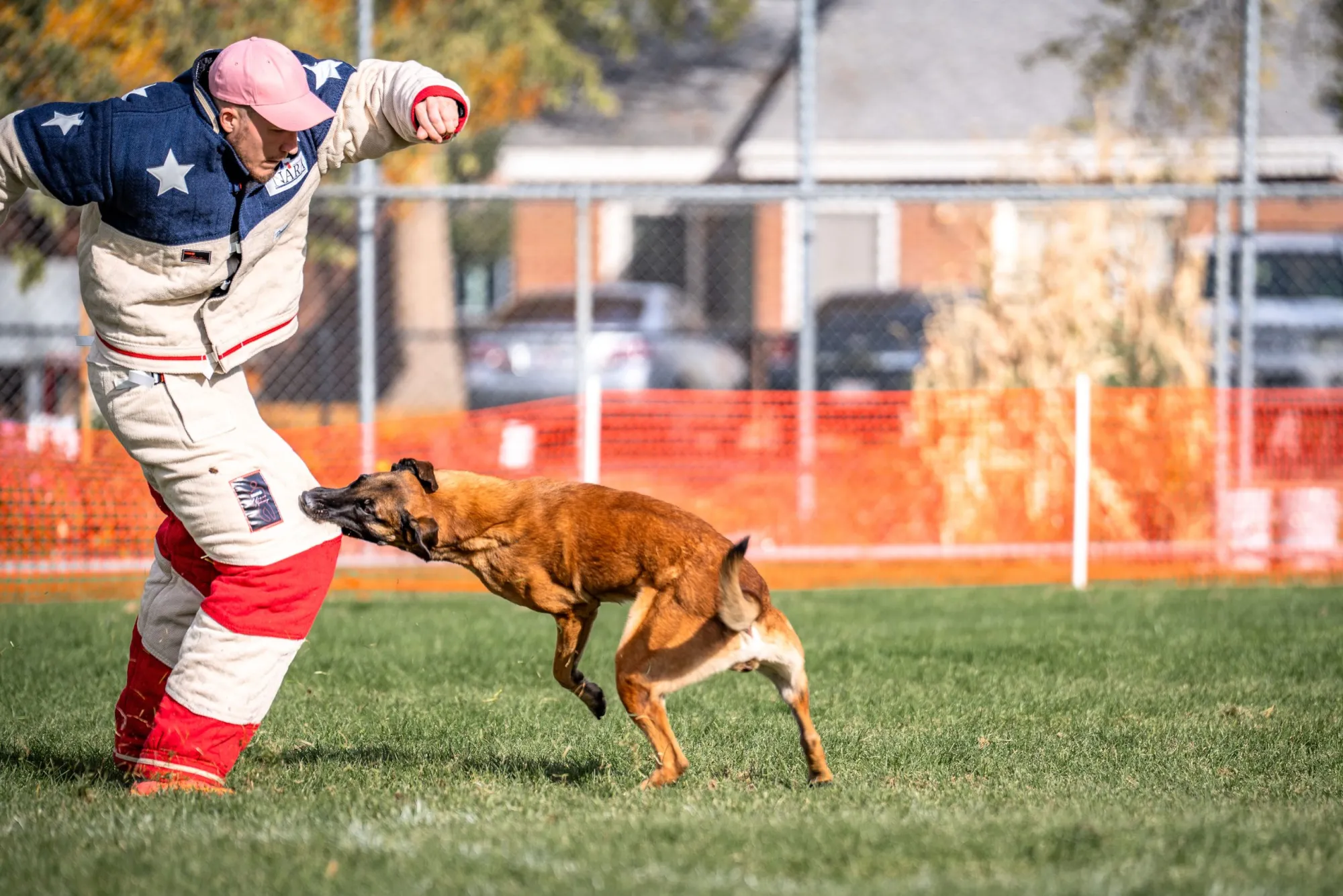 10 Highly Trained Protection Dogs Available in Florida
