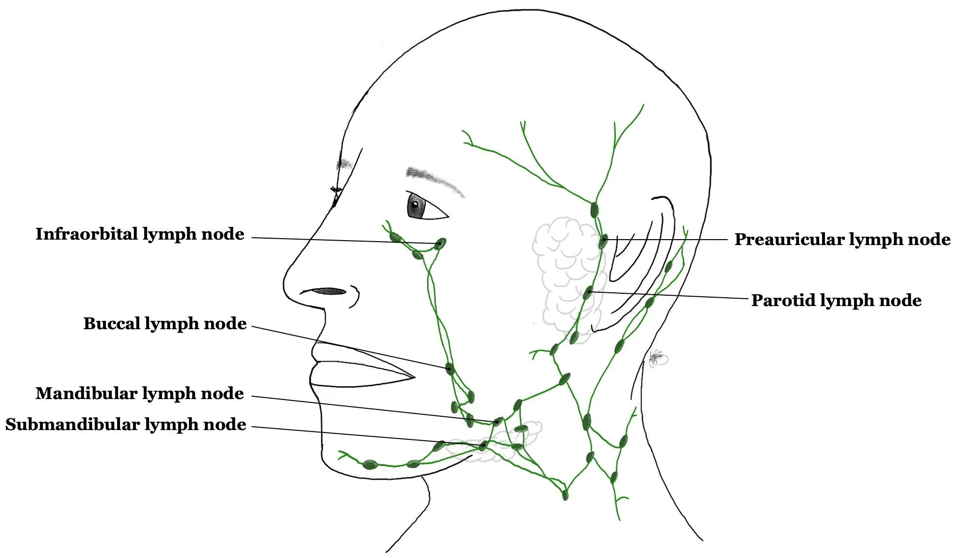 Top Benefits of Lymphatic Gua Sha Facial in San Francisco