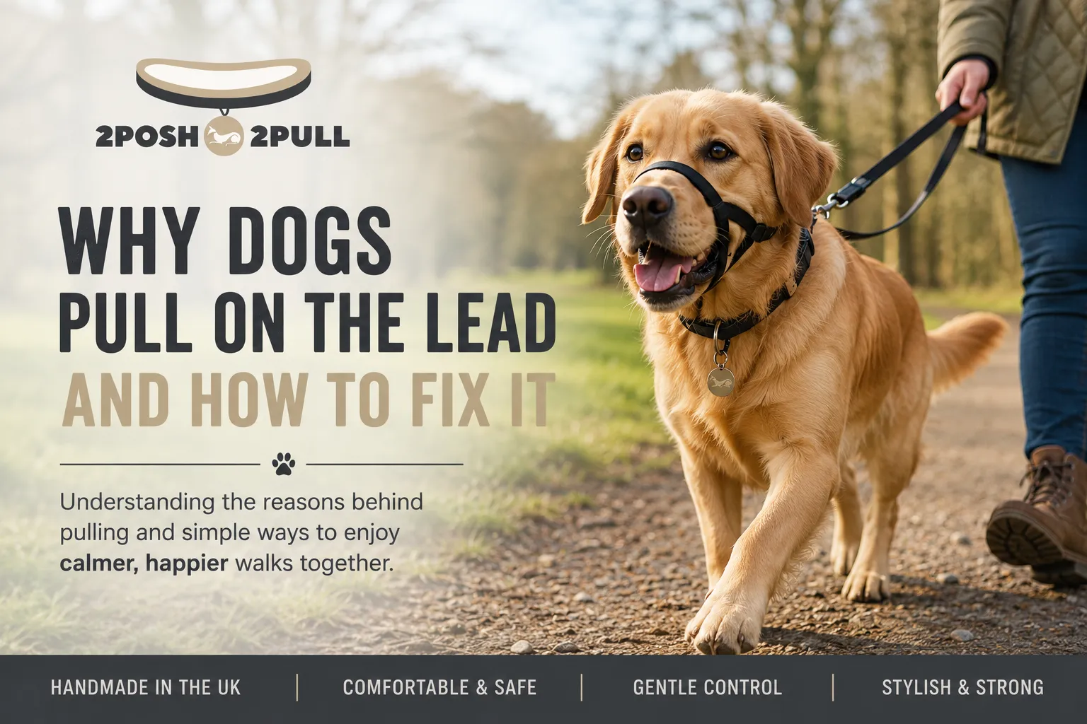 How an Anti-Pull Dog Headcollar Can Transform Your Daily Walks