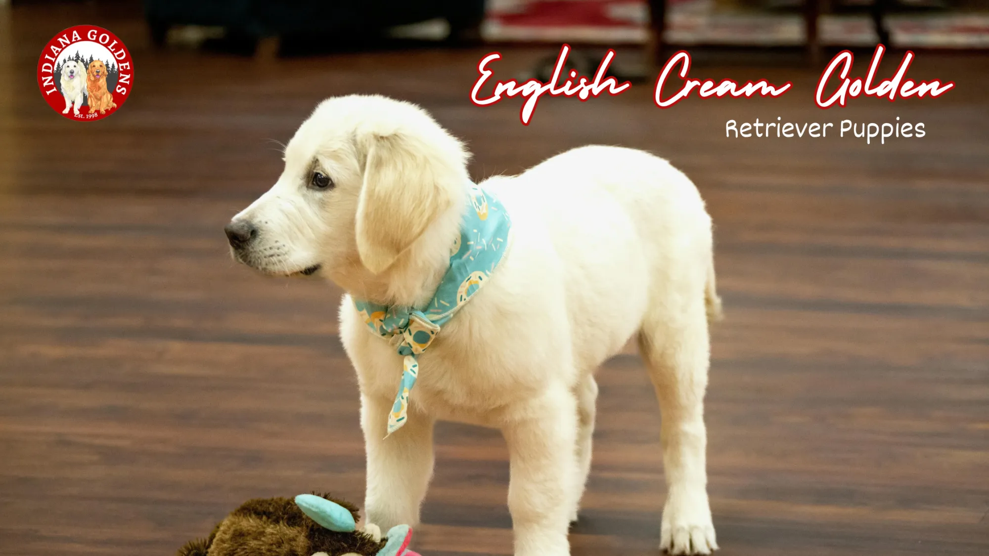 English Cream Golden Retriever Puppies- Everything You Need to Know Before Bringing One Home