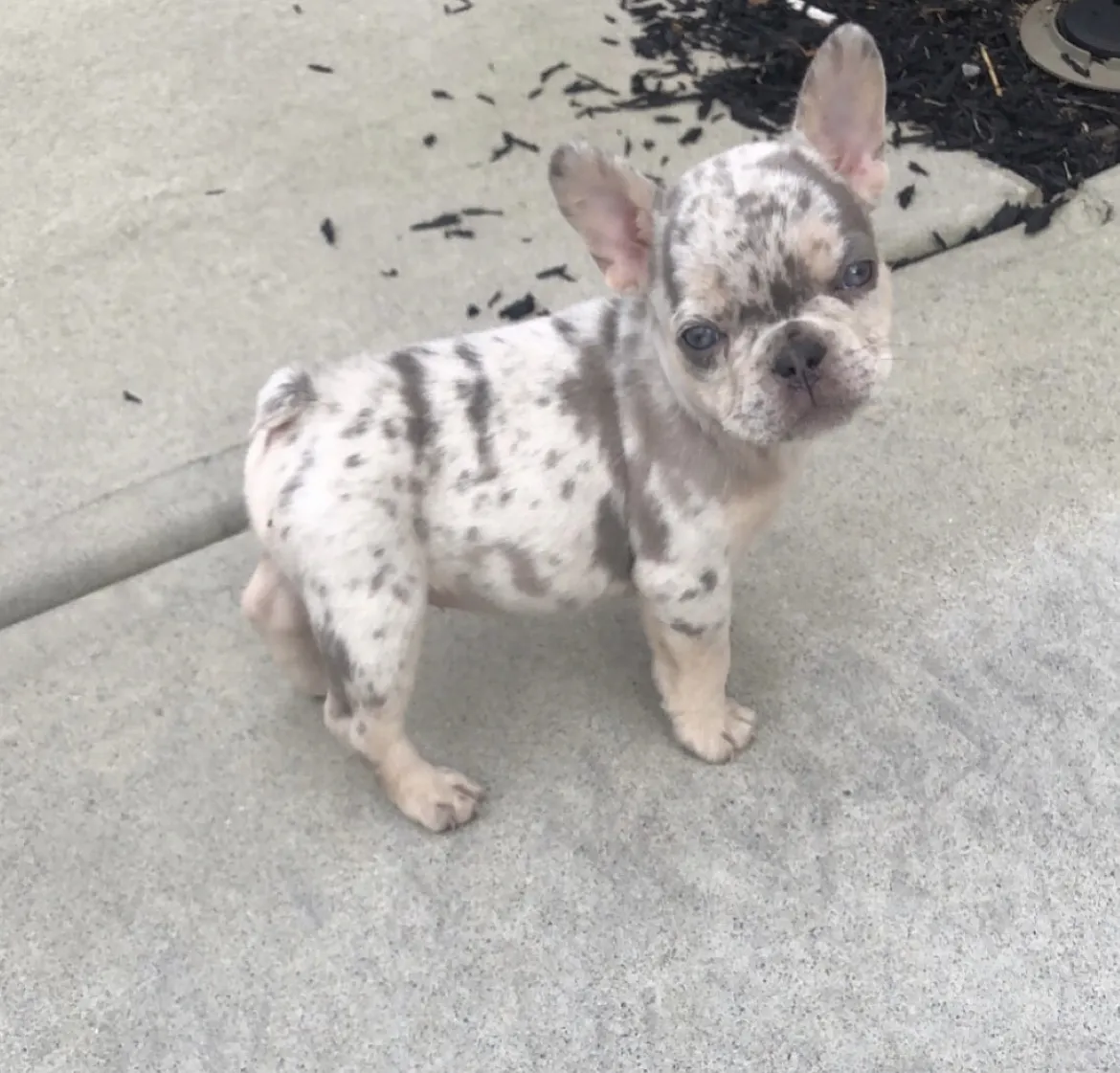 What To Ask Before Buying A Lilac Frenchie Pup For Sale?