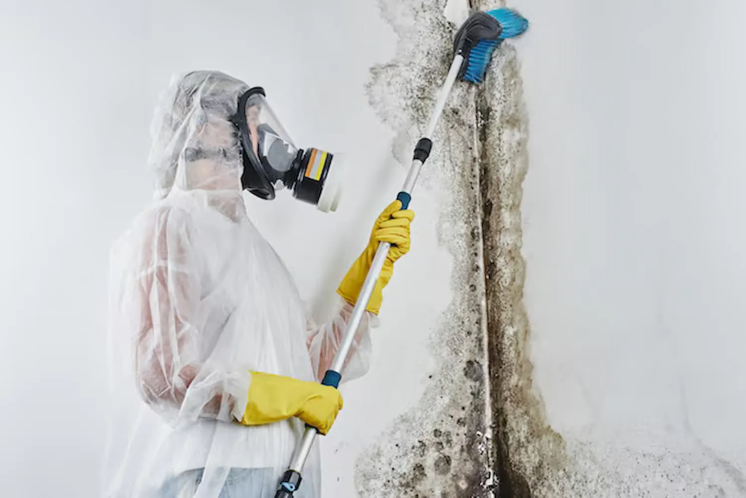 Professional Mold Remediation Georgetown Services for Humid Climate Challenges