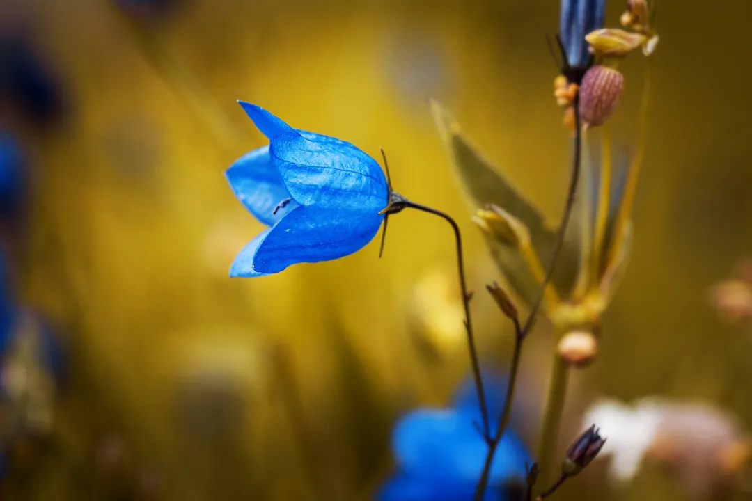 Curious About Blue Flowers? Here’s What You Should Know