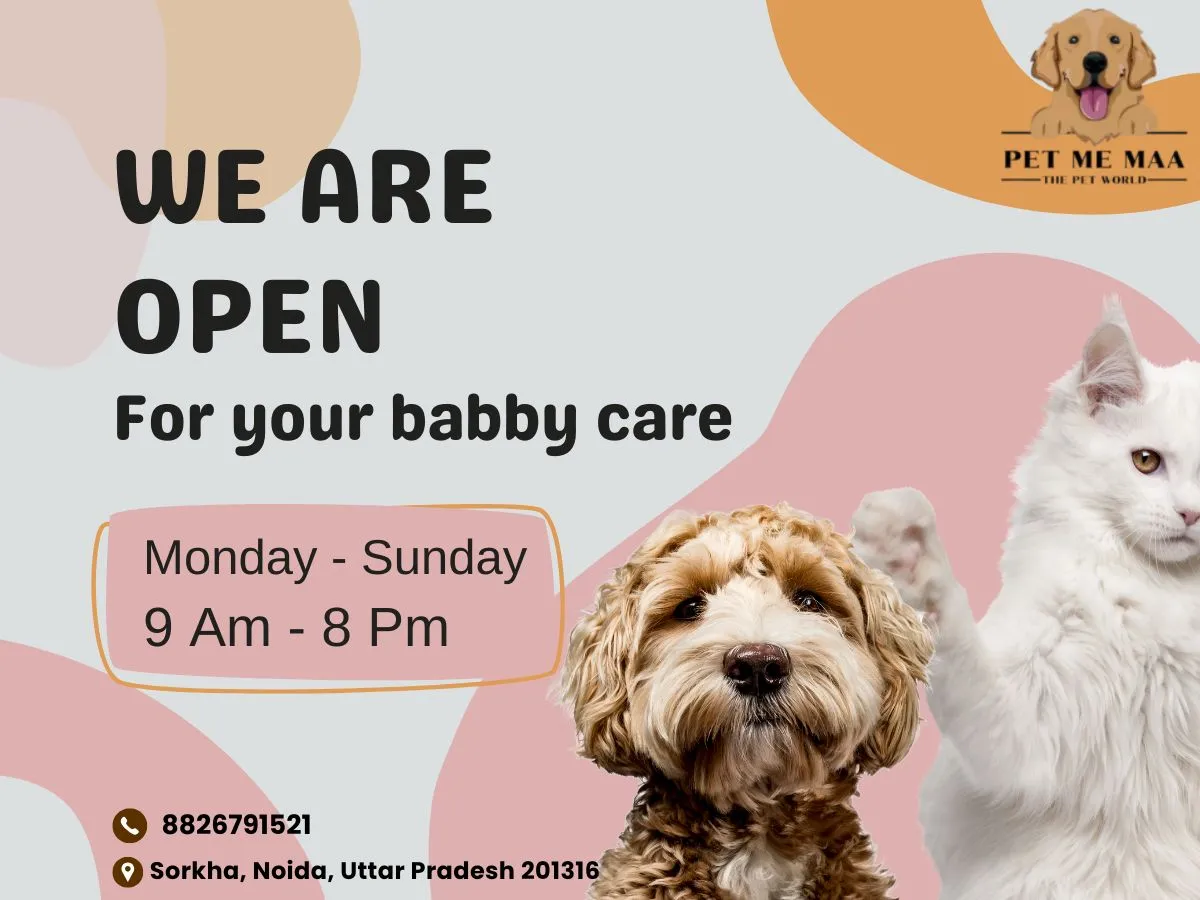 Noida Pet Owners Alert! Dog Swimming Pool Near Me at Pet Me Maa for Happy & Healthy Pets