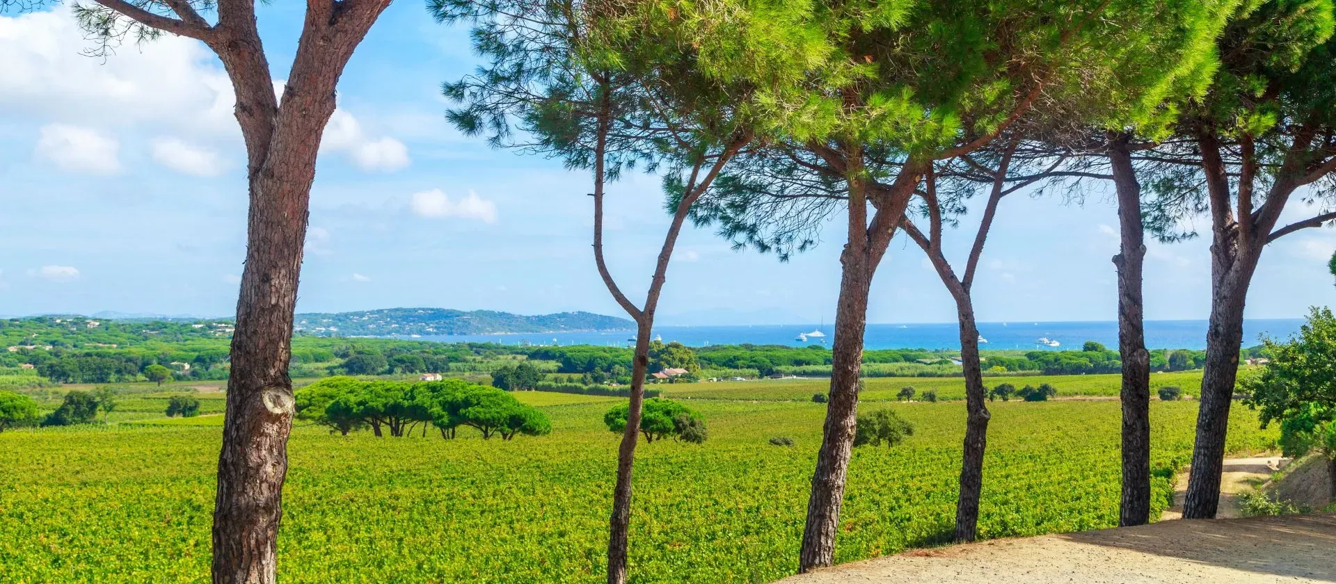 Luxury Winery Tours for Relaxing Weekend Escapes