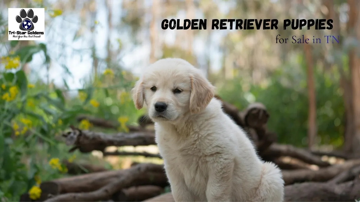 Golden Retriever Puppies for Sale in TN – Trusted Tennessee Golden Retriever Breeder