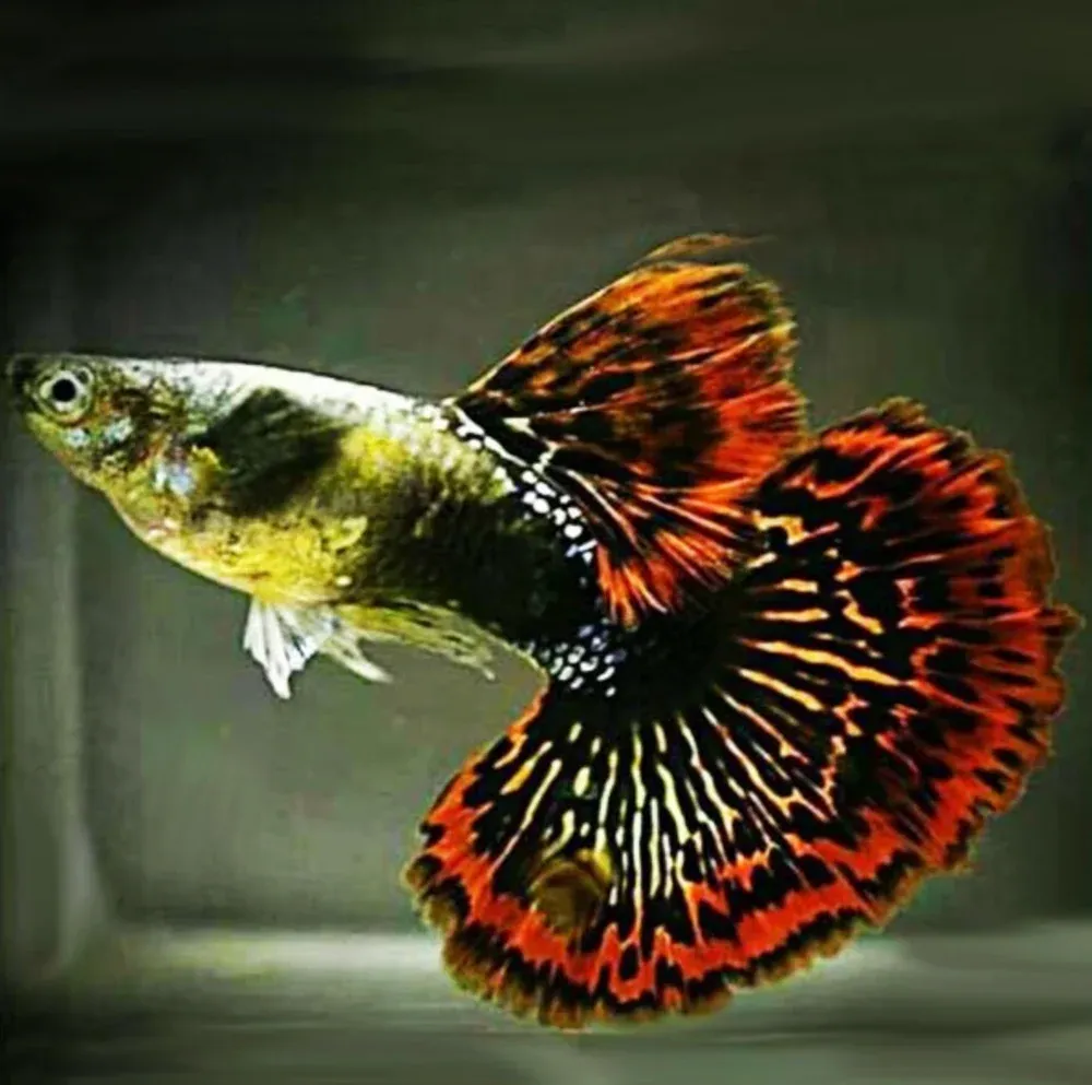 What to Look for in an Online Fish Store Before You Buy Shrimp Online