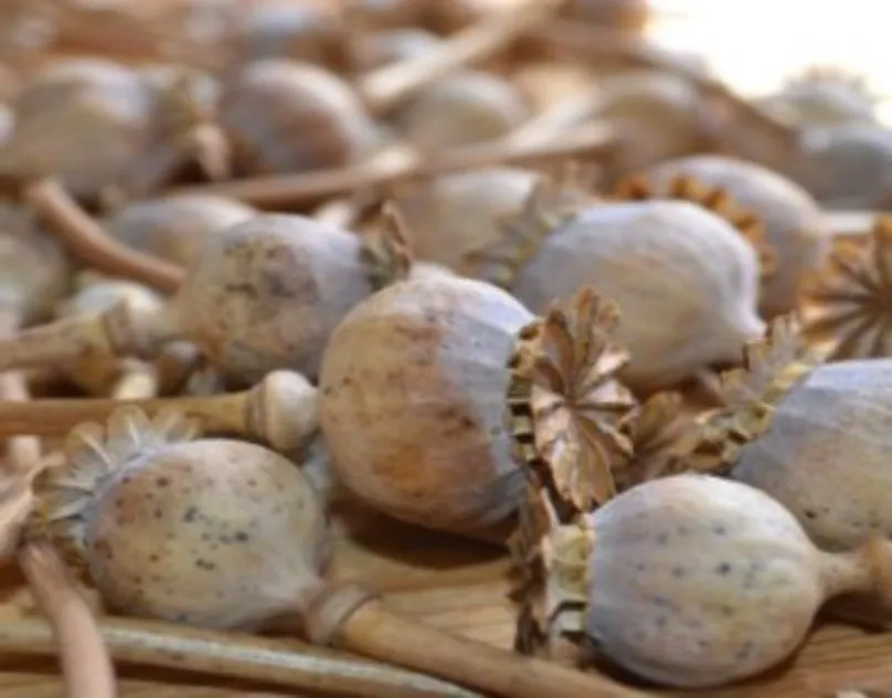 The Complete Guide to Poppy Pods, Seeds, and Alkaloids