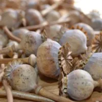 The Complete Guide to Poppy Pods, Seeds, and Alkaloids
