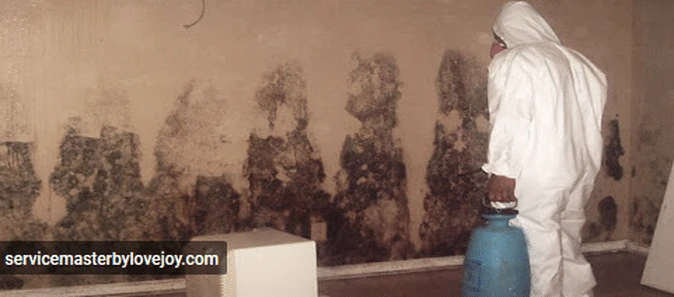 Why Hire Professional Mold Inspector?