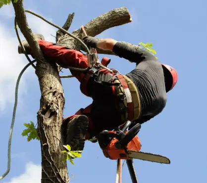 Land Clearing Services at Lord’s Tree Service LLC: Preparing Land the Right Way