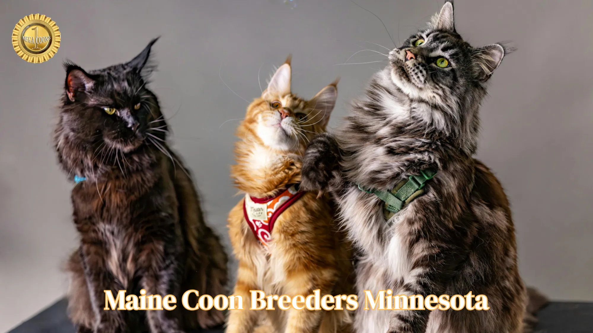 Maine Coon Breeders in Minnesota: Find a Reputable Kitten Near You