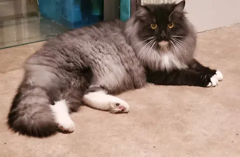 Myths About Cattery Waitlists Debunked by Real TICA Siberian breeders in Washington