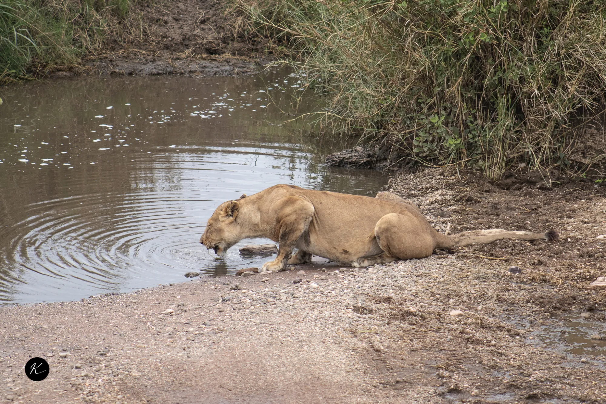 Kenya Safari by Season: The Best Time to Visit Kenya for Wildlife, Migration & Perfect Weather