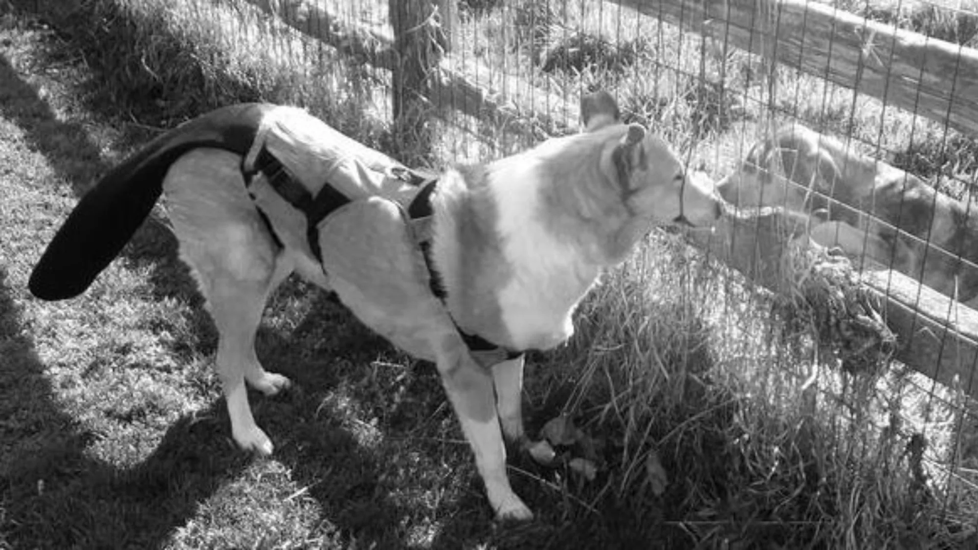 Tail Bandage for Dogs That Actually Stays On