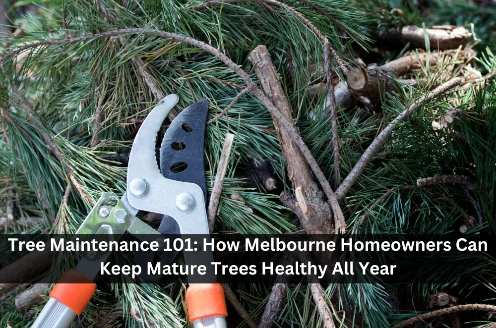Tree Maintenance 101: How Melbourne Homeowners Can Keep Mature Trees Healthy All Year