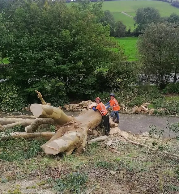 Protecting Your Trees: Local Tree Surgery Insights in Killarney