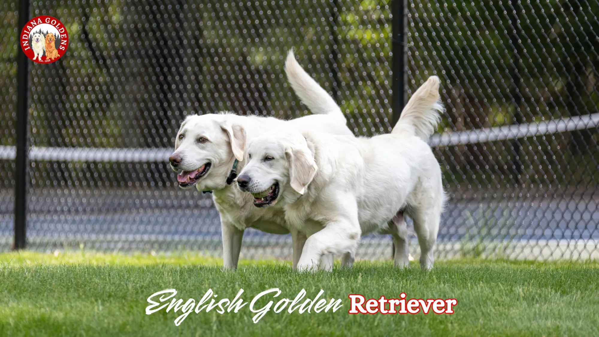 English Golden retriever