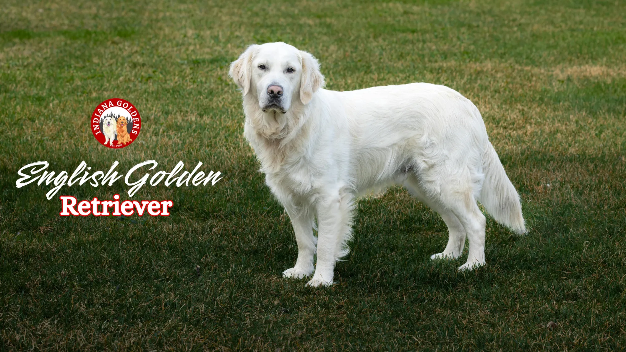 Why English Golden Retriever Are the Perfect Family Dogs ?