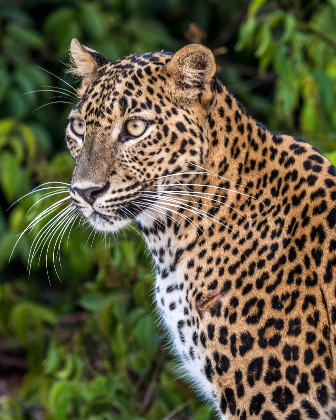 Which Country Offers the Best Wildlife Experiences in Asia?