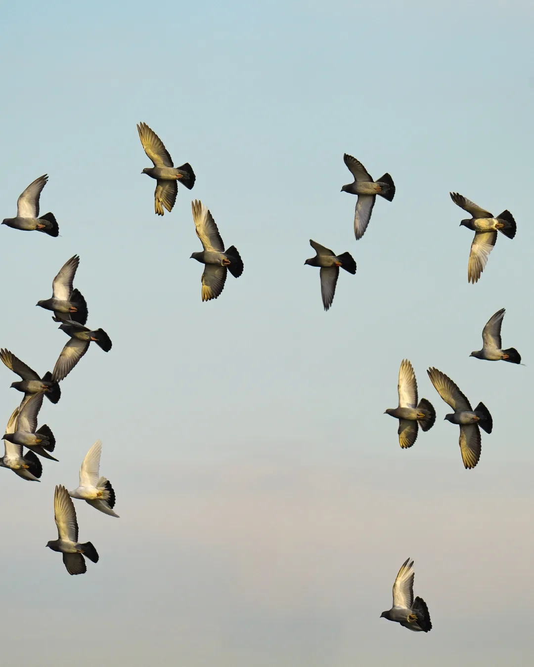 Bird Watching Sri Lanka