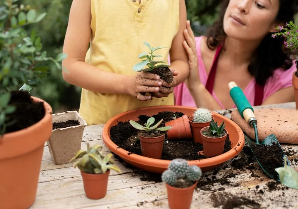 Beginner Friendly Indoor Gardening Tips for Rajasthan Apartments