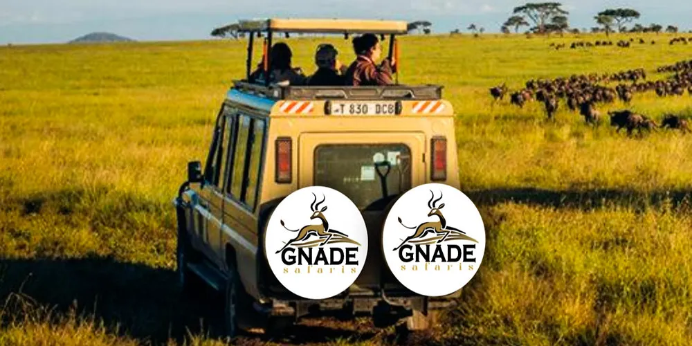 What Do Safari Guides Do? A Complete Guide to Their Role on a Tanzania Safari