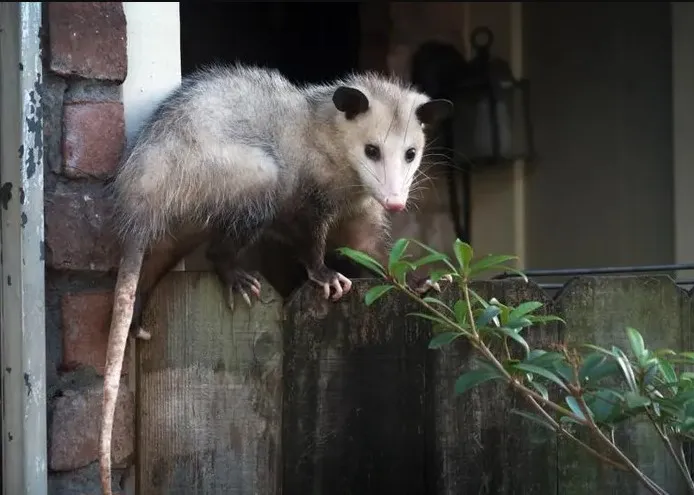 Protect Your Home with Professional Possum Removal Services Across Melbourne
