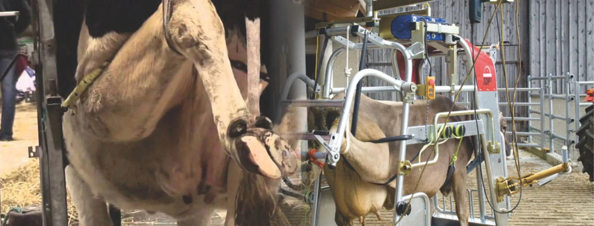 Why Every Modern DairyFarm Needs a Cow Hoof Trimming Machine in 2026