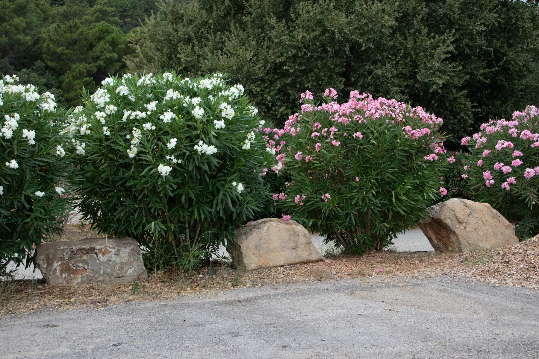 How Does the White Oleander Tree Enhance Outdoor Landscapes?