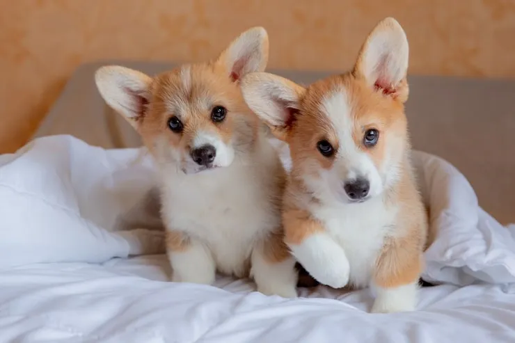 Corgi Health Guide: What to Ask Your Breeder Before Bringing a Puppy Home