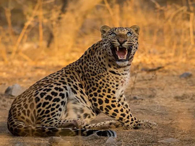 Witness the Majestic Leopards of Jawai in the Wild