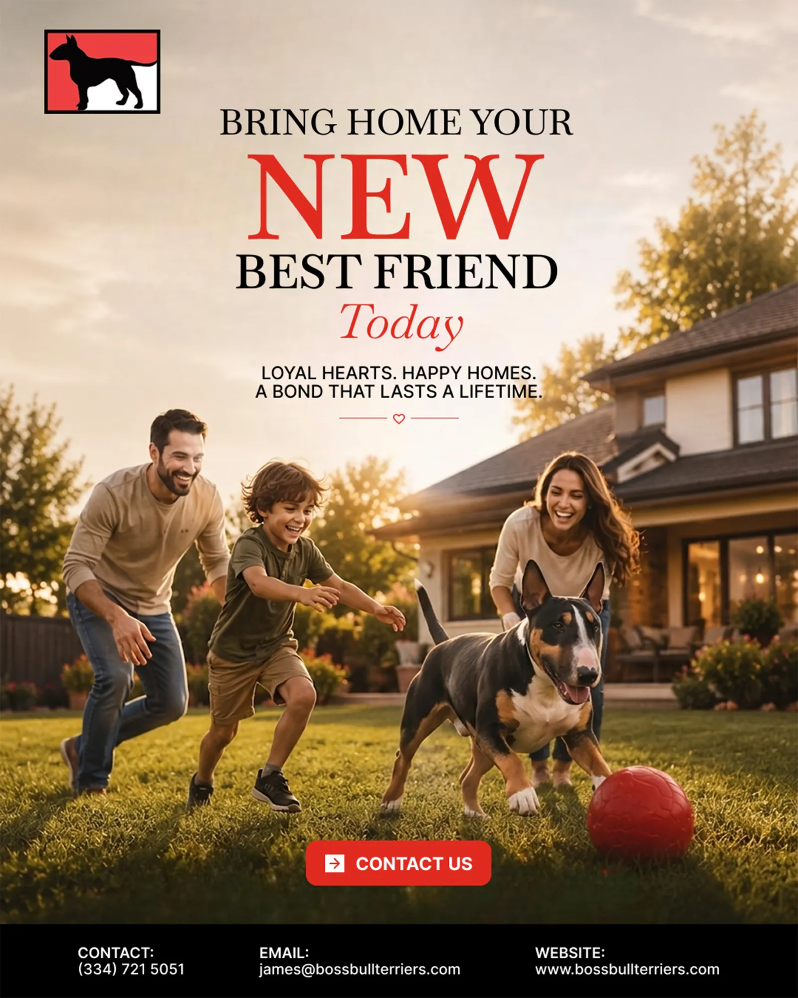 Bull Terrier Puppies for Sale: Everything You Need to Know Before Bringing One Home