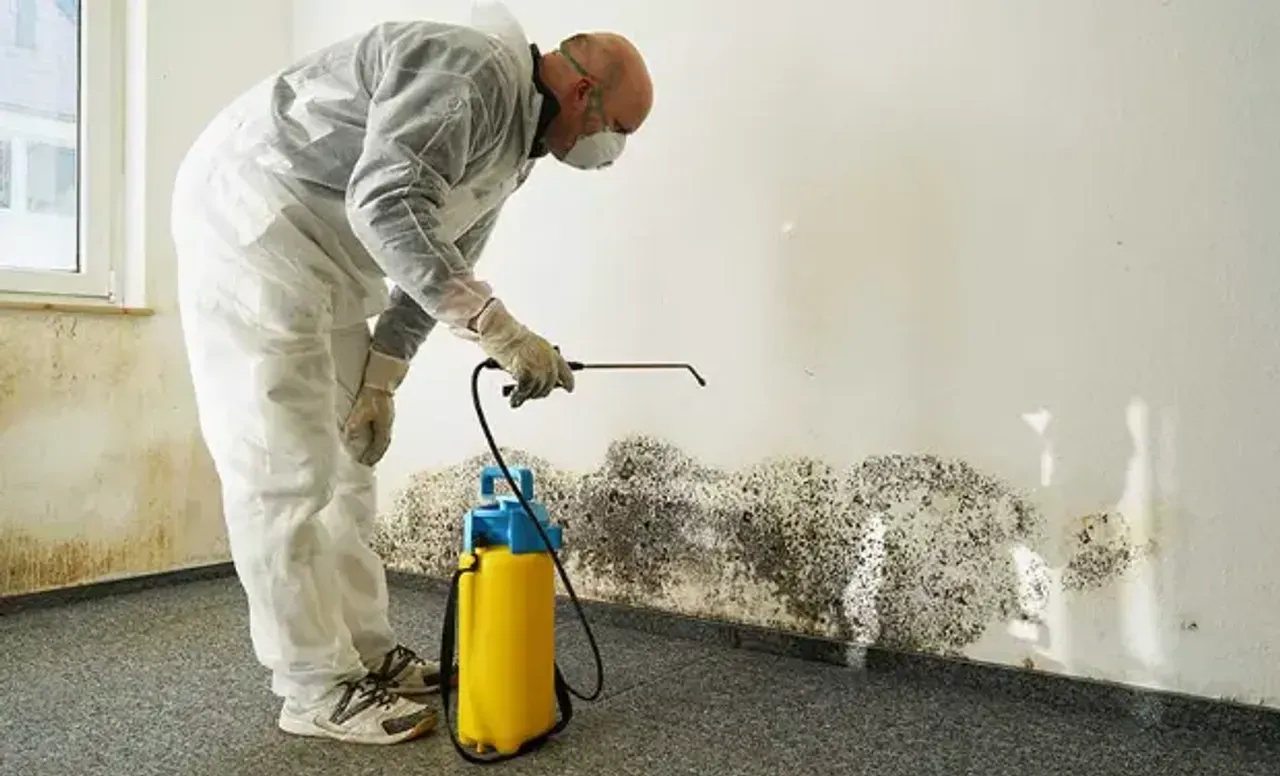 Why Professional Mold Removal Services Are Essential After Water Damage