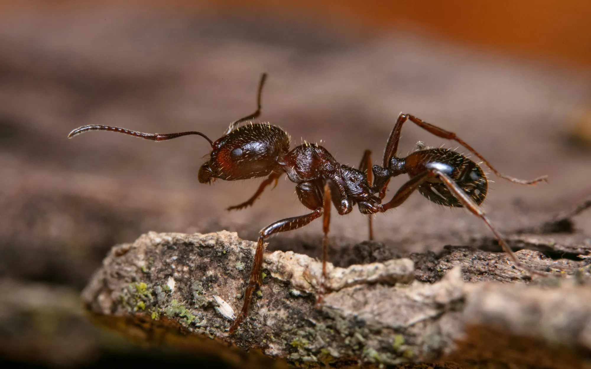 Protecting Your Property from Persistent Ant Infestations