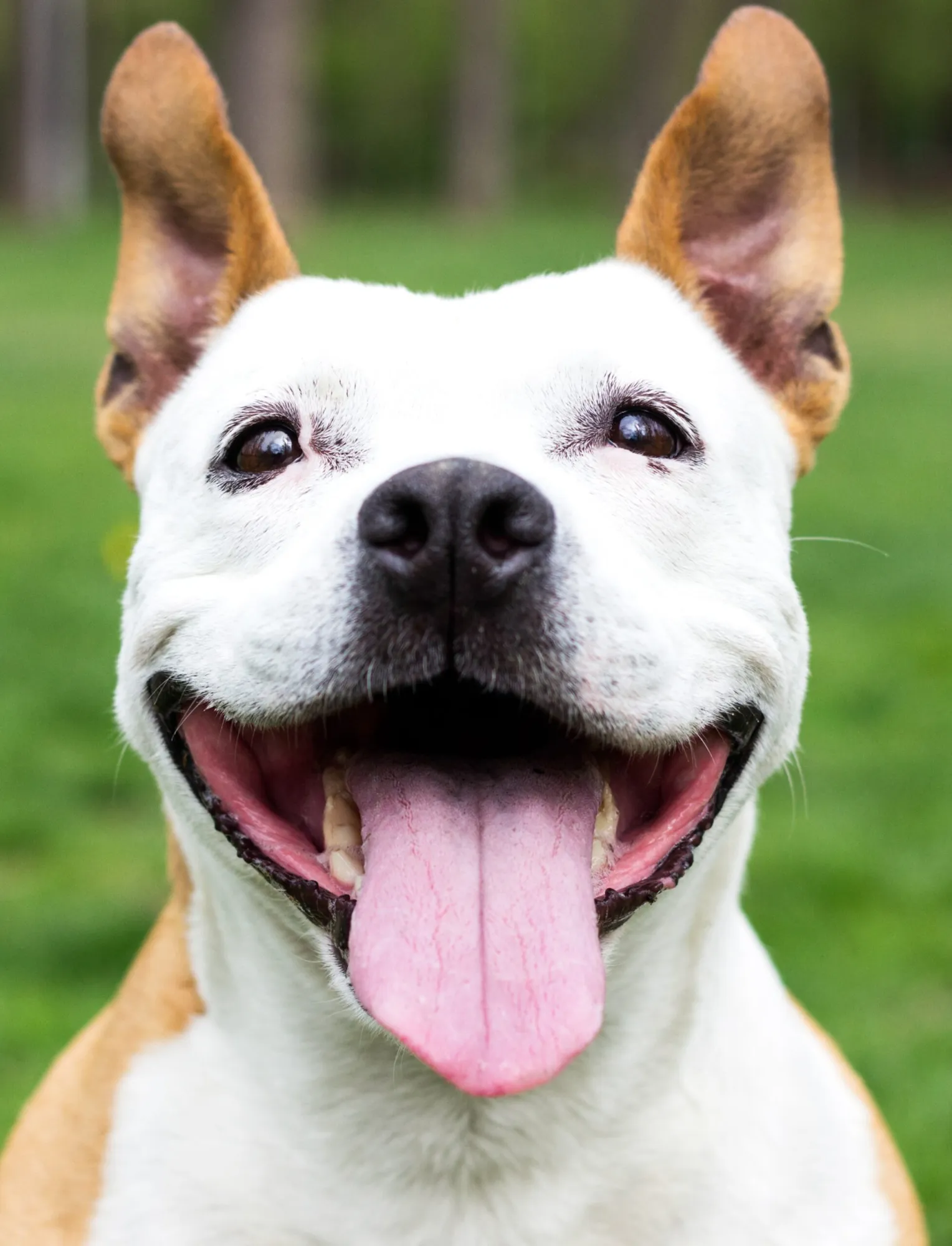 Why Professional Dog Training Matters?
