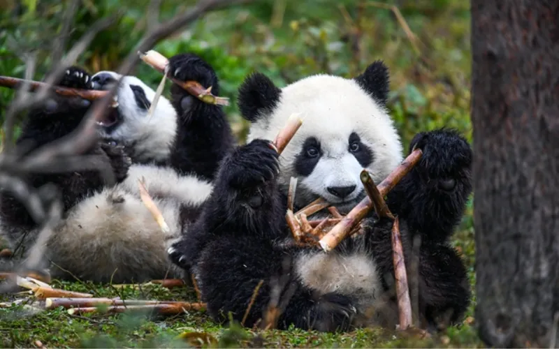 China wildflower conservation