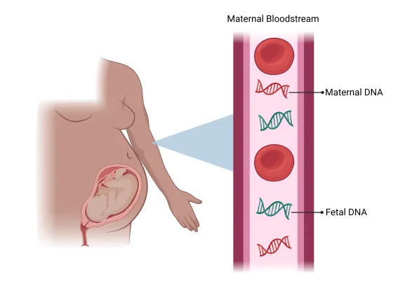How Prenatal DNA Testing Determines Baby Gender Early