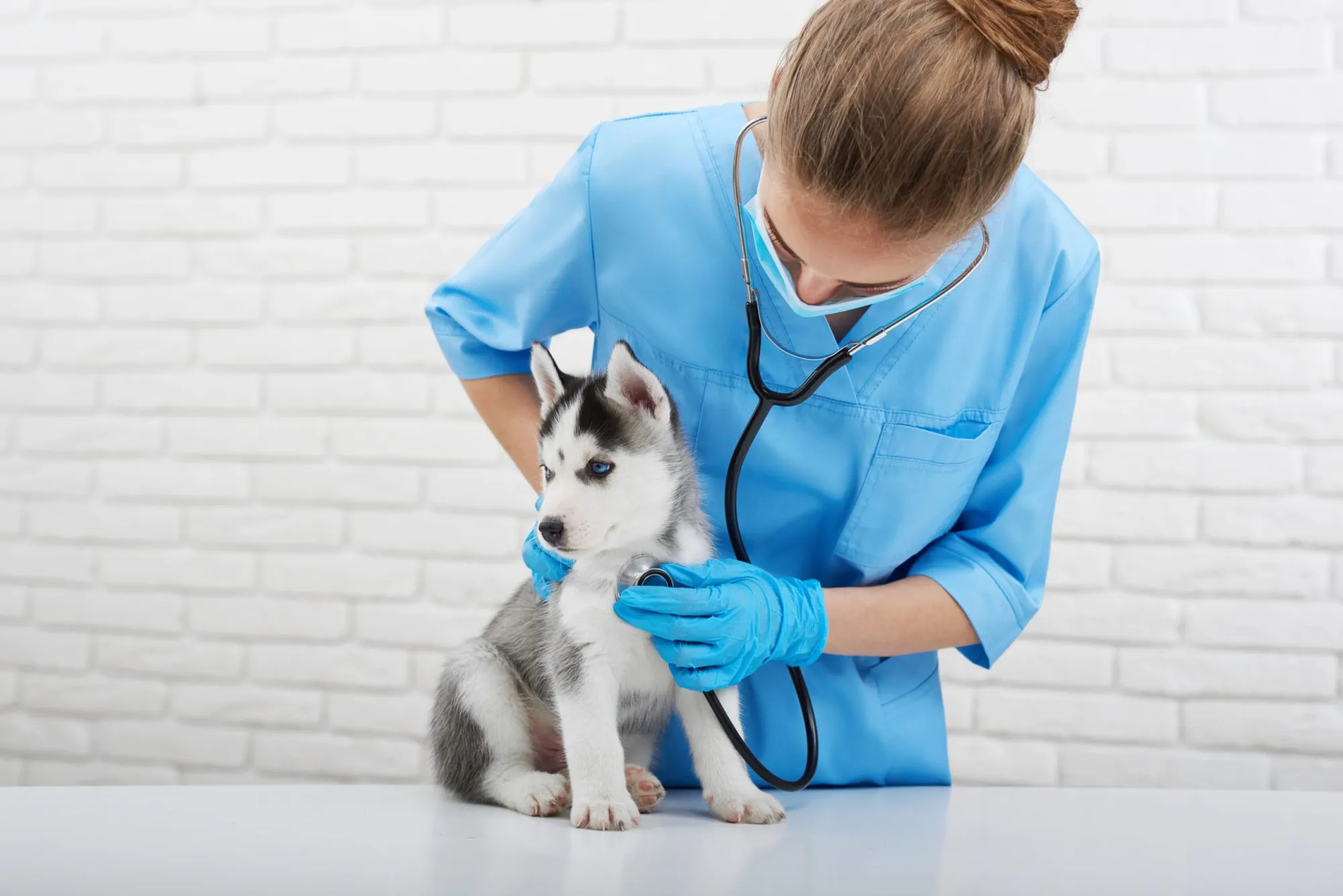 What Services Can You Expect from a Vet in Conroe TX