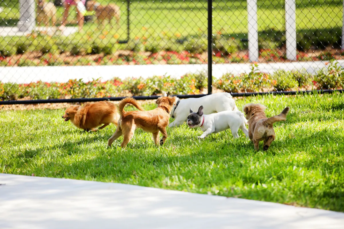 Dog Training Service in VA for Dogs Living on Farms and Large Properties