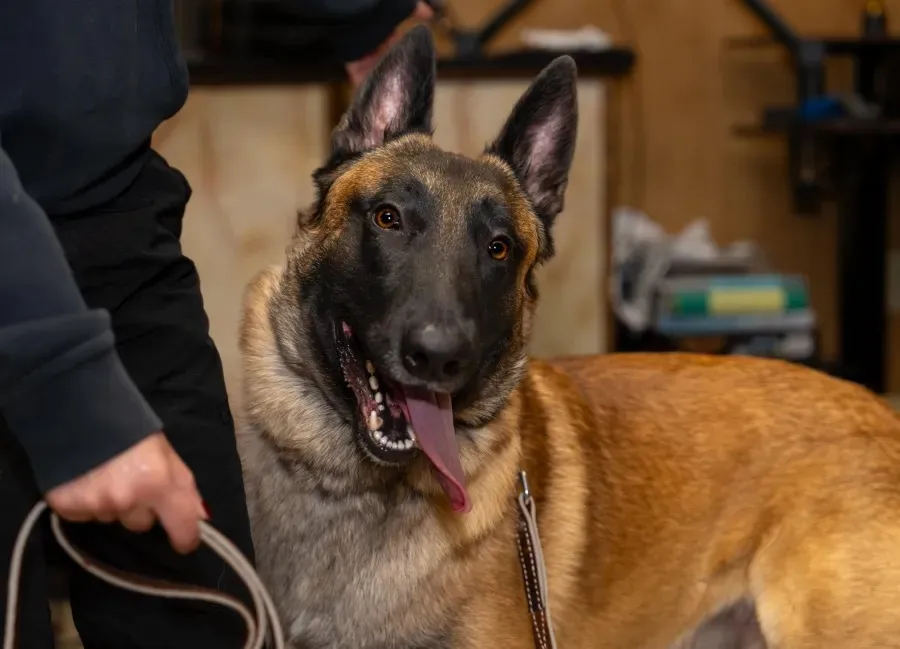 Private Dog Lessons | Caninemoxy.com