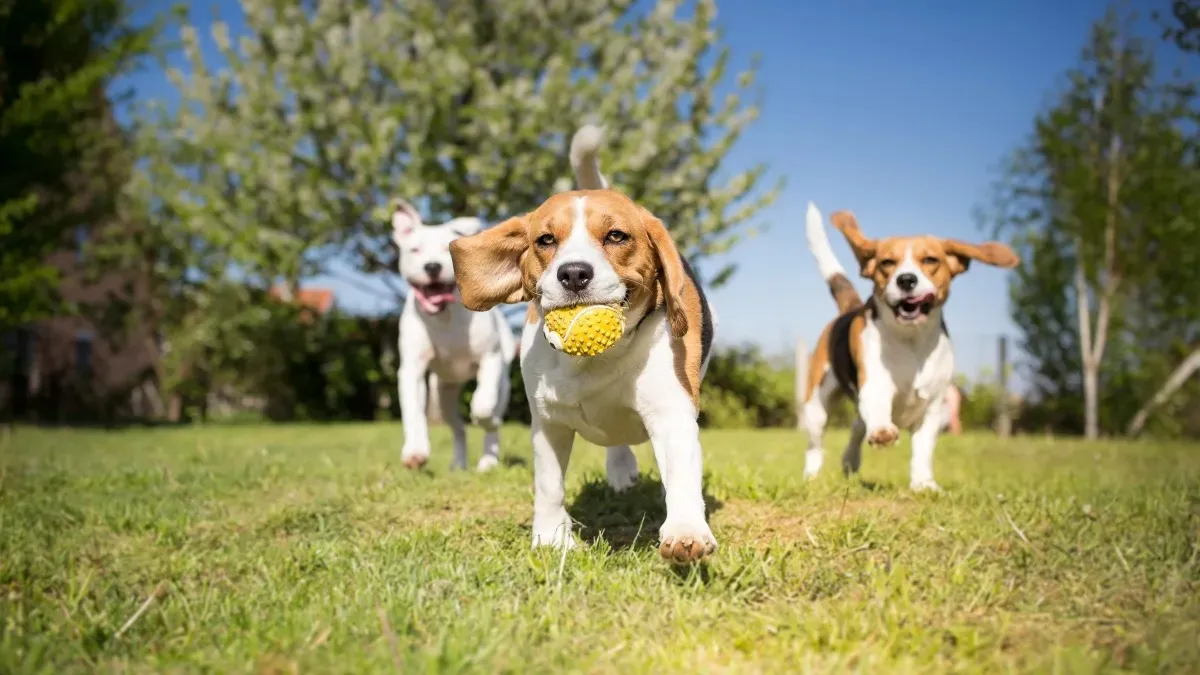 Puppy Socialization Classes | Caninemoxy.com