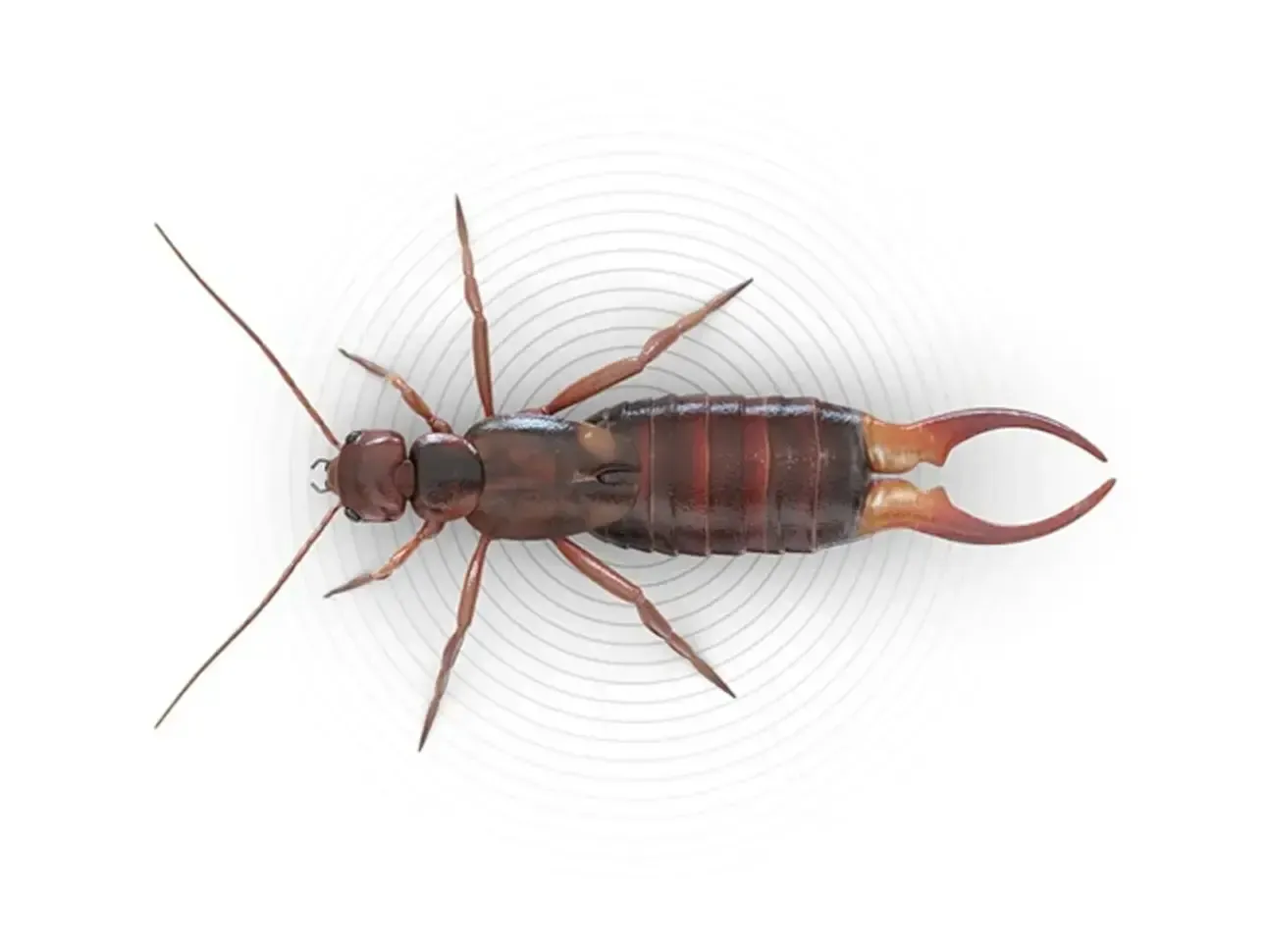 Earwig Control Ottawa: Understanding and Preventing Earwig Problems Around Your Property