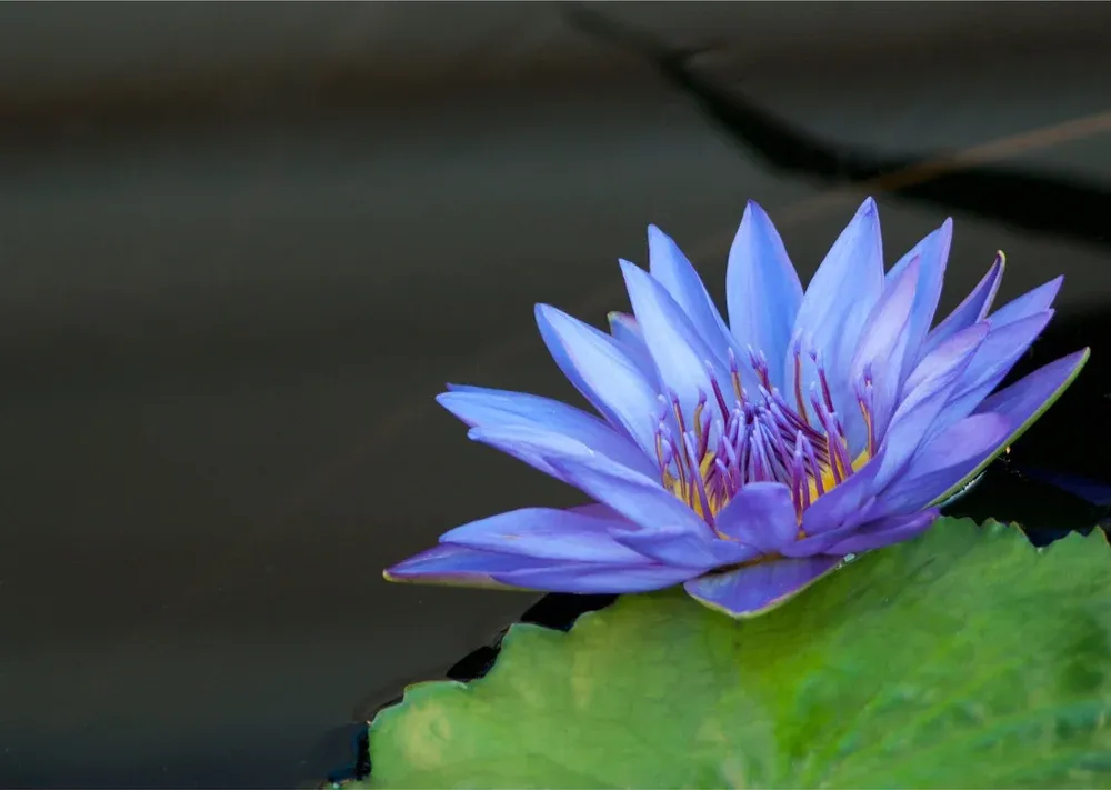 Flower Meanings Guide: Symbolism of Popular Flowers Explained
