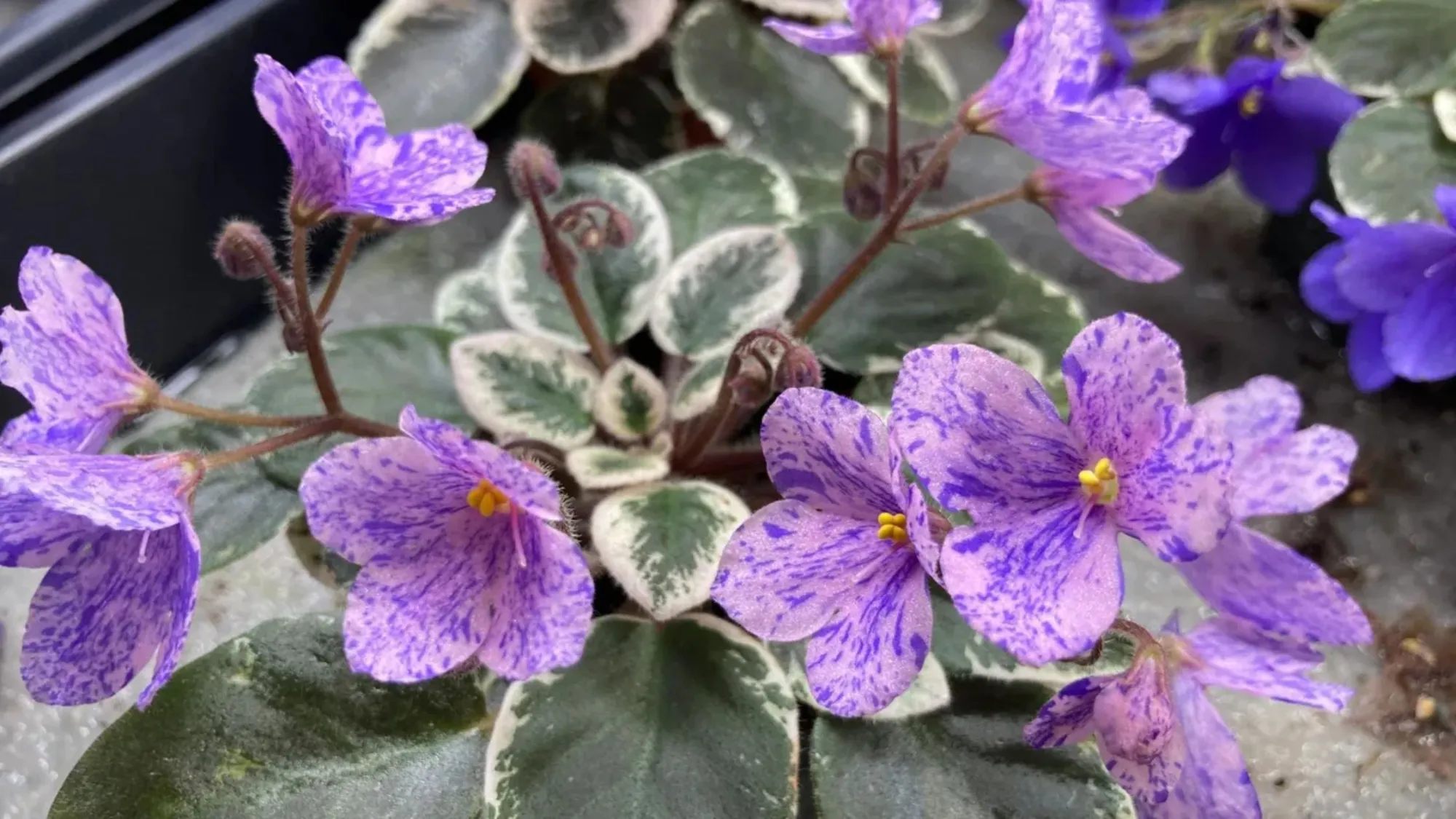 The Role of Germination Mixes in Growing African Violets From Seed