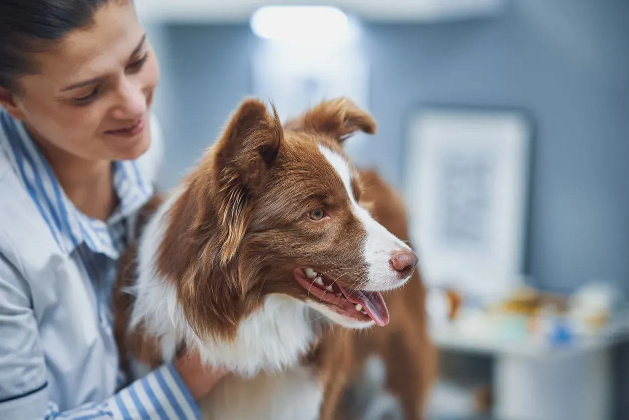 Common Grooming Mistakes for Dogs and How to Avoid Them
