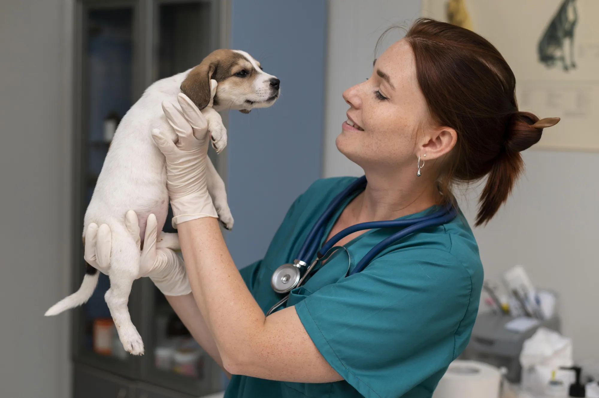 Emergency Help from Vets Tenterden Clinics