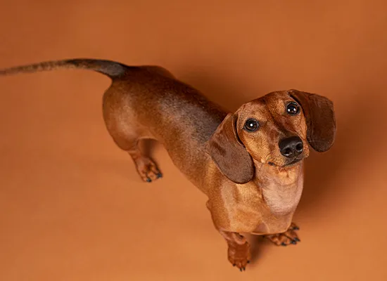 How to Strengthen Dachshund Back