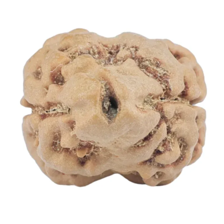 2 Mukhi Rudraksha and Lord Ardhanarishvara: Spiritual Significance Explained