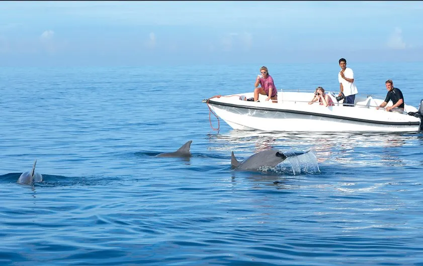 Private Dolphin Tours in Mauritius: Are They Worth It?